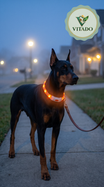 Doberman on a night walk wearing a glowing orange LED collar