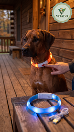 Rhodesian Ridgeback with an LED collar and the USB charging collar on a porch table