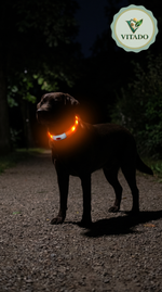 Black dog on a dark path at night wearing a glowing orange LED collar